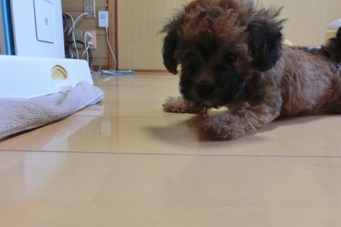 成約済の神奈川県のトイプードル-1184の2枚目