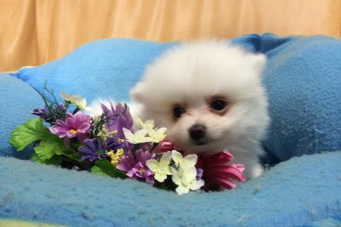成約済の栃木県のポメラニアン-1443の3枚目