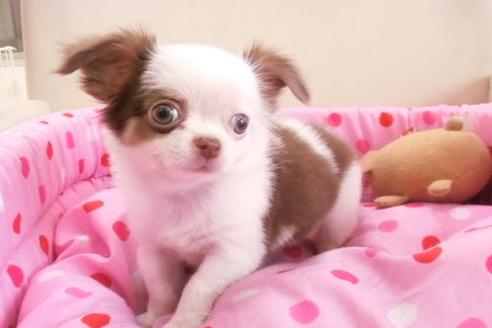 成約済の大阪府のミックス犬-1302の5枚目