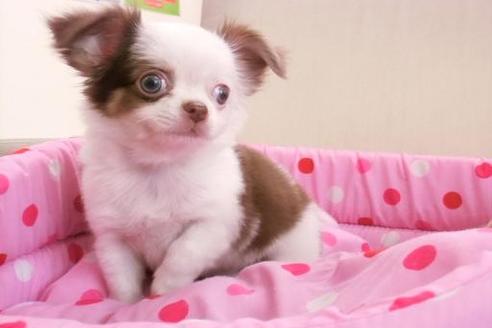 成約済の大阪府のミックス犬-1302の4枚目