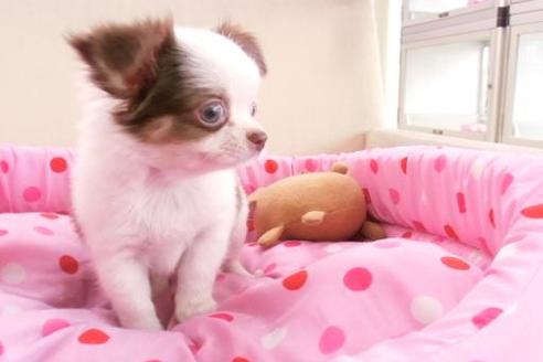 成約済の大阪府のミックス犬-1302の3枚目