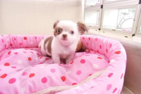成約済の大阪府のミックス犬-1302の1枚目
