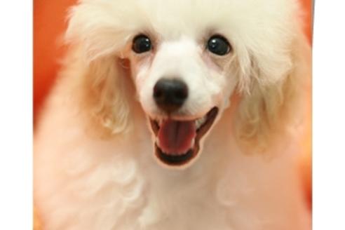 成約済の埼玉県のトイプードル-1382の3枚目