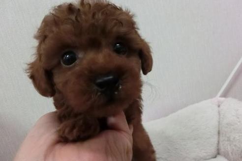 成約済の福岡県のトイプードル-1802の1枚目