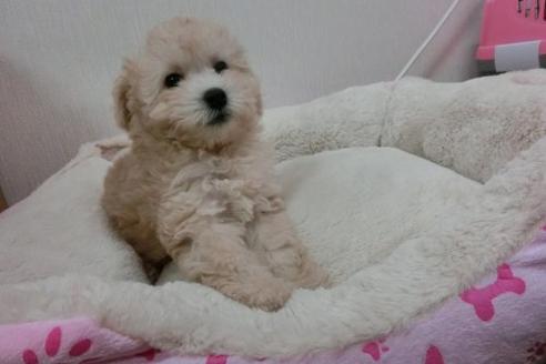 成約済の福岡県のトイプードル-1803の1枚目