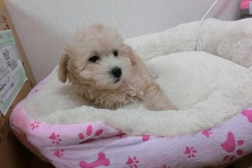 成約済の福岡県のトイプードル-1803の2枚目