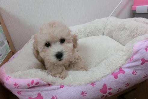 成約済の福岡県のトイプードル-1803の3枚目