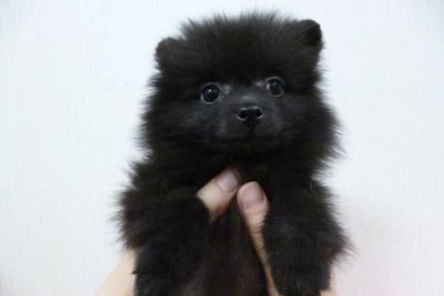 成約済の福岡県のポメラニアン-1804の2枚目