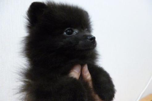 成約済の福岡県のポメラニアン-1804の3枚目