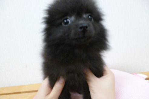 成約済の福岡県のポメラニアン-1804の1枚目