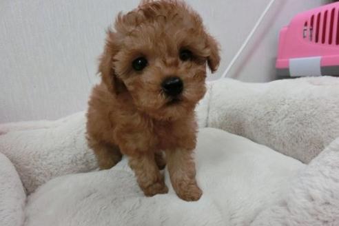 成約済の福岡県のトイプードル-1806の3枚目