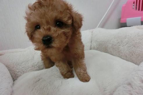 成約済の福岡県のトイプードル-1806の2枚目