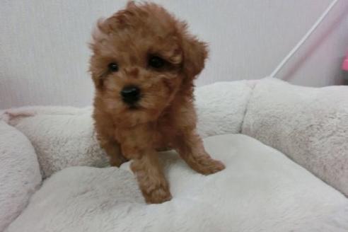 成約済の福岡県のトイプードル-1806の1枚目