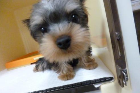 成約済の福岡県のヨークシャーテリア-1807の2枚目