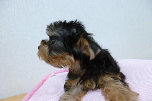 成約済の福岡県のヨークシャーテリア-1807の3枚目