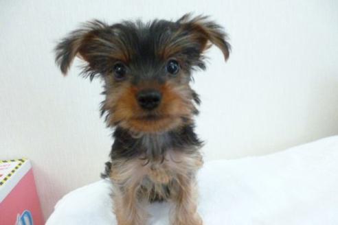 成約済の福岡県のヨークシャーテリア-1808の2枚目