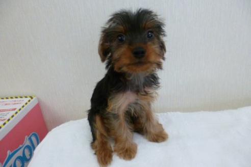 成約済の福岡県のヨークシャーテリア-1808の3枚目