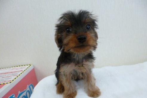 成約済の福岡県のヨークシャーテリア-1808の1枚目