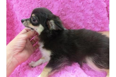 成約済の京都府のチワワ-4356の3枚目