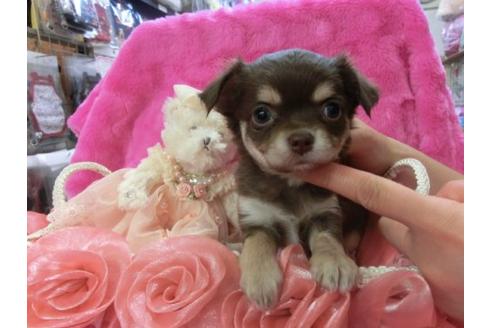 成約済の京都府のチワワ-3976の1枚目