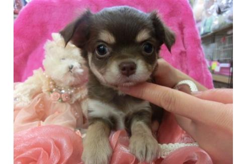 成約済の京都府のチワワ-3976の2枚目