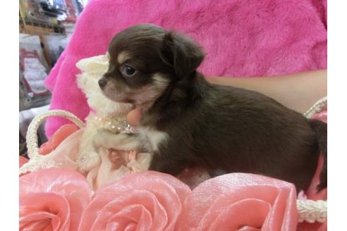 成約済の京都府のチワワ-3976の3枚目