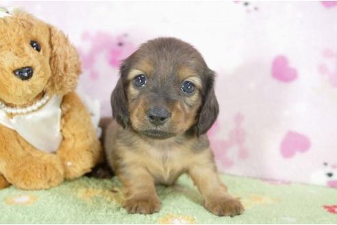 成約済の兵庫県のカニンヘンダックスフンド-4377の1枚目