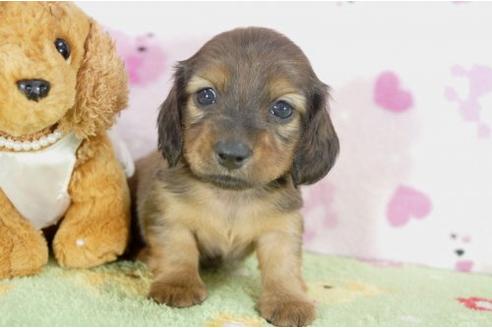 成約済の兵庫県のカニンヘンダックスフンド-4377の2枚目