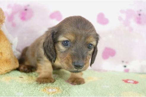 成約済の兵庫県のカニンヘンダックスフンド-4377の3枚目