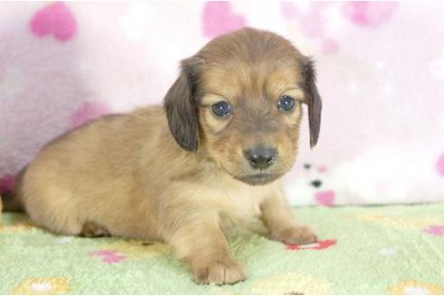 成約済の兵庫県のカニンヘンダックスフンド-4379の1枚目