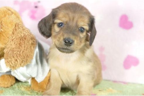 成約済の兵庫県のカニンヘンダックスフンド-4379の2枚目