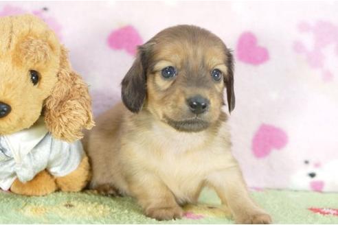 成約済の兵庫県のカニンヘンダックスフンド-4379の3枚目