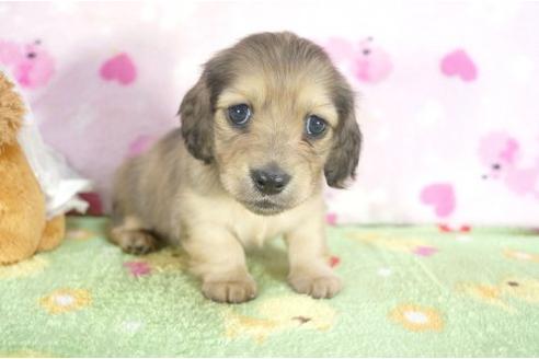 成約済の兵庫県のミニチュアダックスフンド-4380の1枚目