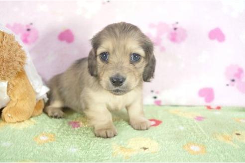 成約済の兵庫県のミニチュアダックスフンド-4380の2枚目