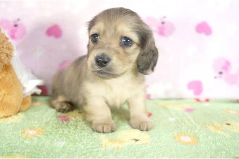 成約済の兵庫県のミニチュアダックスフンド-4380の3枚目