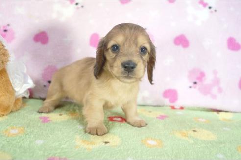 成約済の兵庫県のミニチュアダックスフンド-4381の1枚目