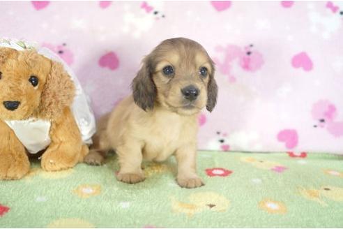 成約済の兵庫県のミニチュアダックスフンド-4381の3枚目