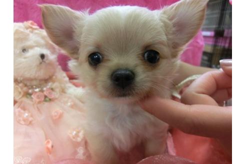 成約済の京都府のチワワ-3979の1枚目