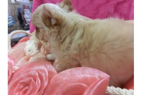 成約済の京都府のチワワ-3979の3枚目