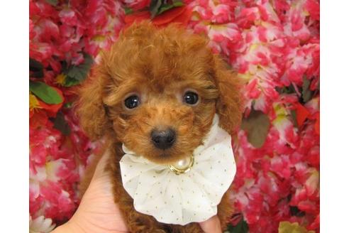 成約済の茨城県のタイニープードル-3621の1枚目