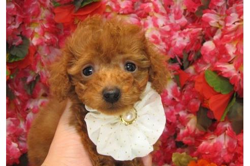 成約済の茨城県のタイニープードル-3621の2枚目