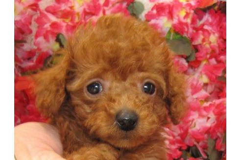 成約済の茨城県のタイニープードル-3621の3枚目