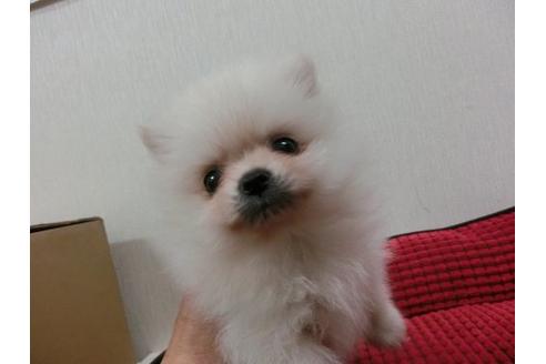 成約済の福岡県のポメラニアン-4394の2枚目