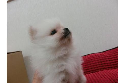 成約済の福岡県のポメラニアン-4394の3枚目