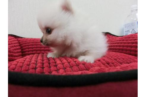 成約済の福岡県のポメラニアン-4394の1枚目