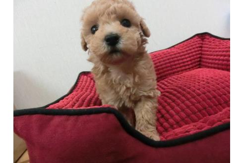 成約済の福岡県のトイプードル-4395の1枚目
