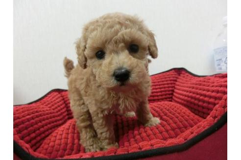 成約済の福岡県のトイプードル-4395の2枚目
