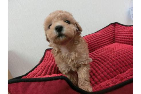 成約済の福岡県のトイプードル-4395の3枚目