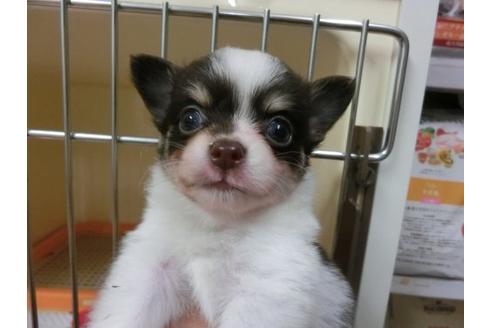 成約済の福岡県のチワワ-4396の1枚目