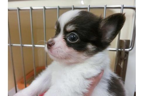 成約済の福岡県のチワワ-4396の2枚目